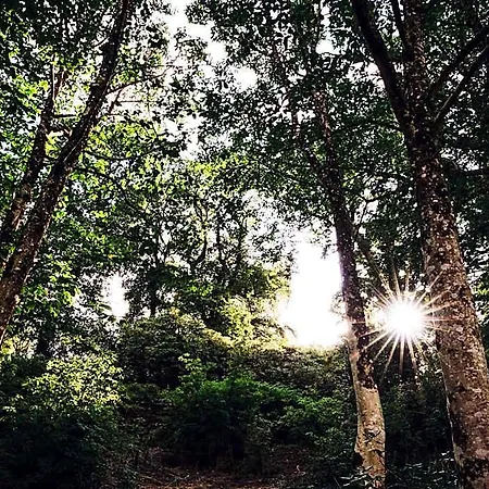 Hotel The Forest At Mount Congreve Gardens *